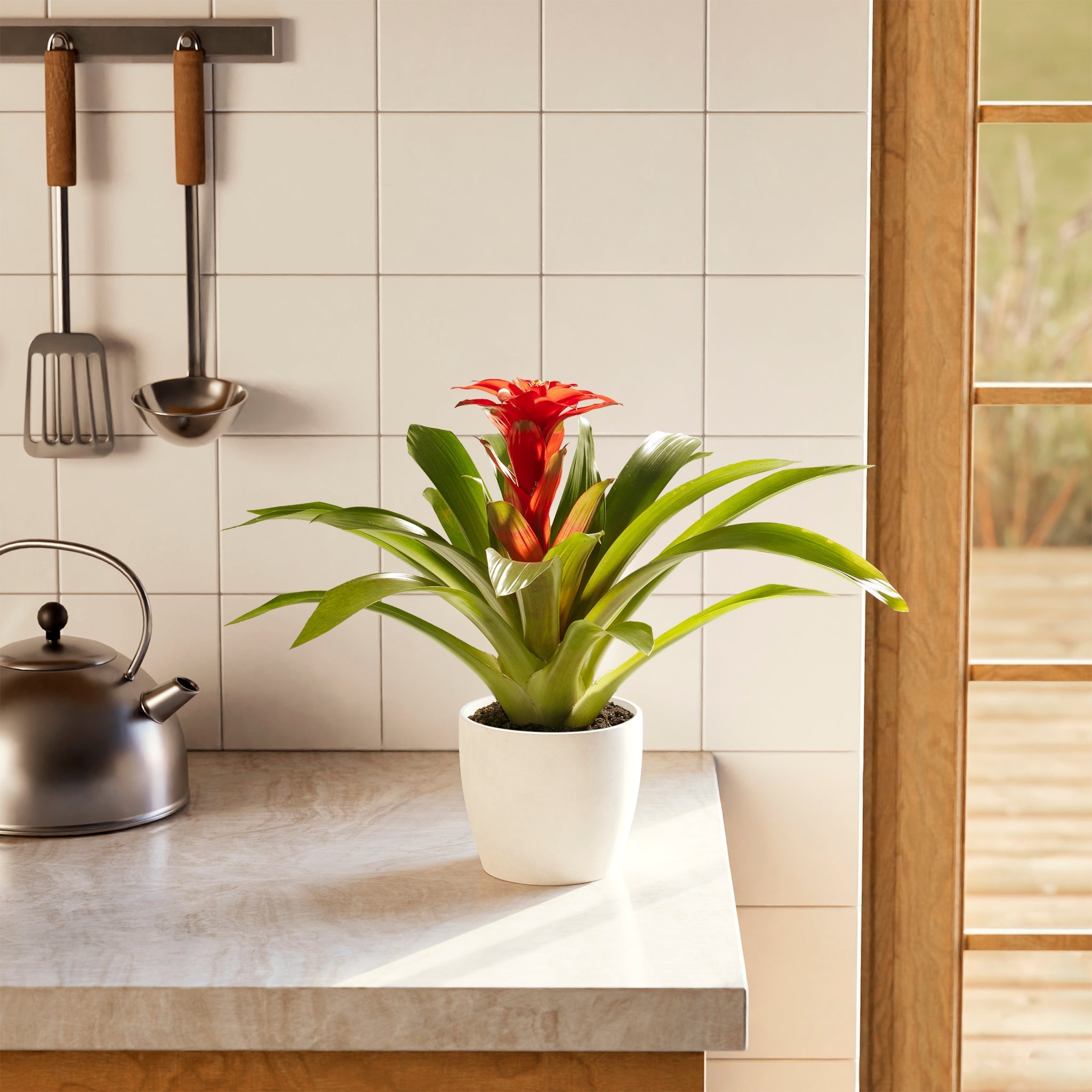 Bromeliad Guzmania - Indoor Plants - PB_GUZ_ECO_CH_6IN1 - Varnish + Vine - 31