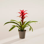 Bromeliad Guzmania - Indoor Plants - PL_GUZ_4IN1 - Varnish + Vine - 62