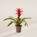 Bromeliad Guzmania - Indoor Plants - PL_GUZ_4IN1 - Varnish + Vine - 62