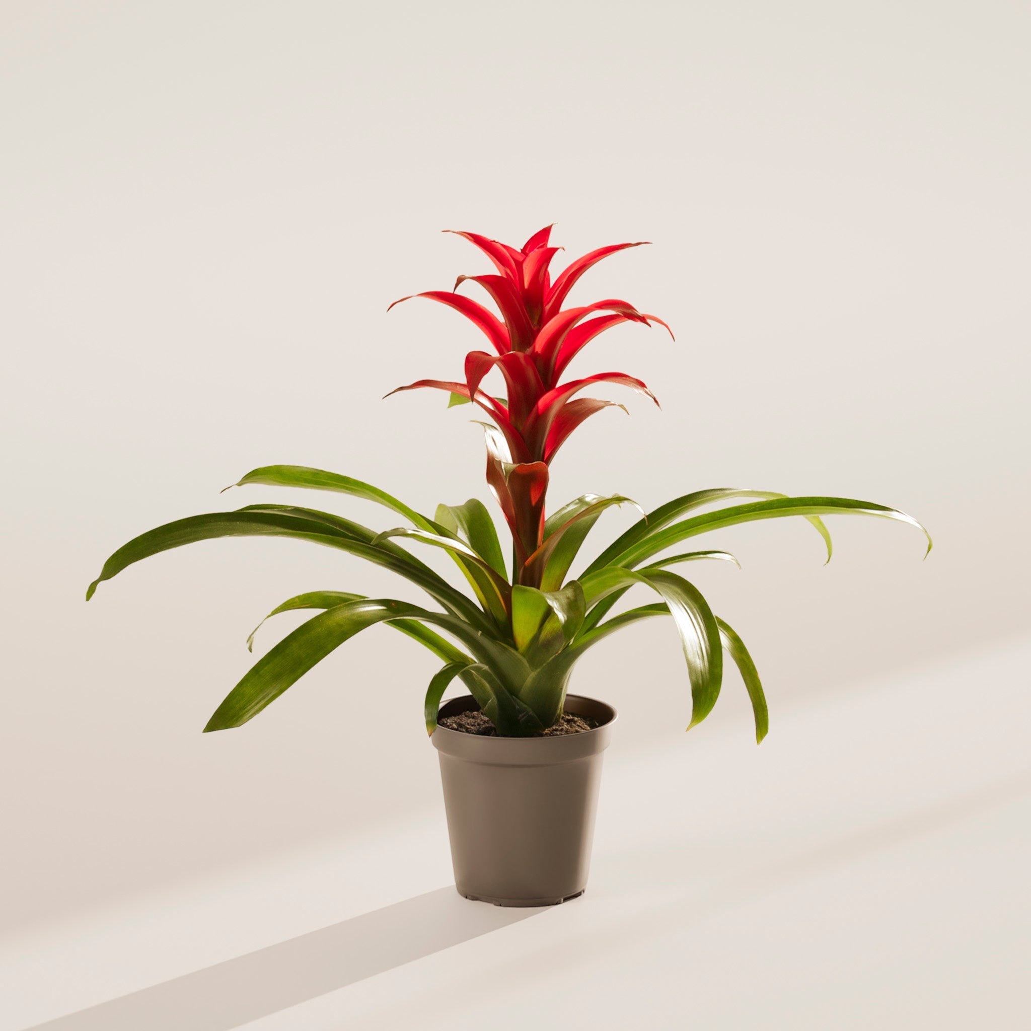 Bromeliad Guzmania - Indoor Plants - PL_GUZ_4IN1 - Varnish + Vine - 62