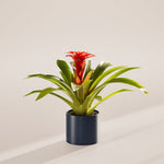 Bromeliad Guzmania - Indoor Plants - PB_GUZ_BAS_LI_6IN1 - Varnish + Vine - 24
