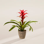 Bromeliad Guzmania - Indoor Plants - PB_GUZ_ECO_EG_4IN1 - Varnish + Vine - 58