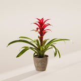 Bromeliad Guzmania - Indoor Plants - PB_GUZ_ECO_EG_4IN1 - Varnish + Vine - 58