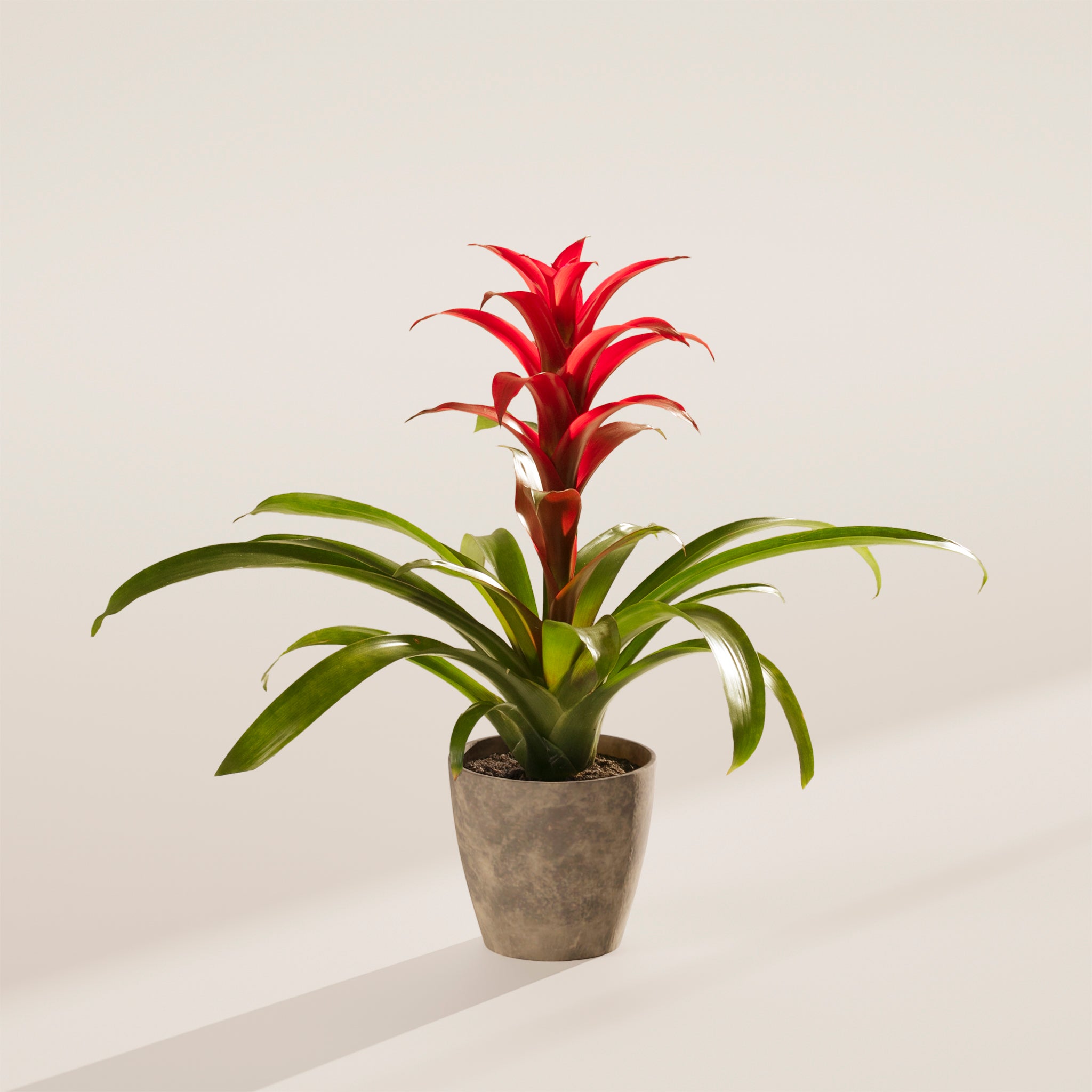 Bromeliad Guzmania - Indoor Plants - PB_GUZ_ECO_EG_4IN1 - Varnish + Vine - 58
