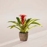 Bromeliad Guzmania - Indoor Plants - PB_GUZ_ECO_EG_6IN1 - Varnish + Vine - 36