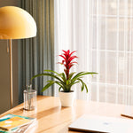 Bromeliad Guzmania - Indoor Plants - PB_GUZ_ECO_CH_4IN1 - Varnish + Vine - 54