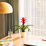 Bromeliad Guzmania - Indoor Plants - PB_GUZ_ECO_EG_4IN1 - Varnish + Vine - 60