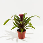 Bromeliad Guzmania - Indoor Plants - PL_GUZ_4IN1 - Varnish + Vine - 5