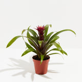 Bromeliad Guzmania - Indoor Plants - PL_GUZ_4IN1 - Varnish + Vine - 5