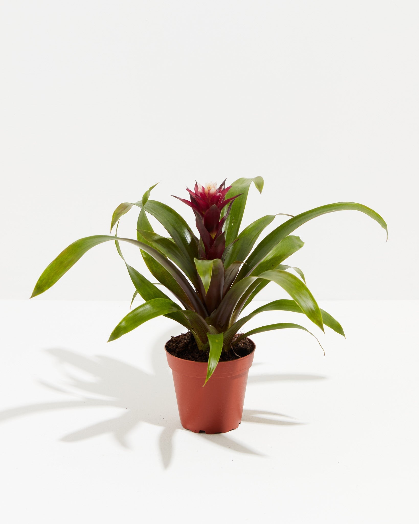 Bromeliad Guzmania - Indoor Plants - PL_GUZ_4IN1 - Varnish + Vine - 5