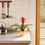 Bromeliad Guzmania - Indoor Plants - PL_GUZ_6IN1 - Varnish + Vine - 50