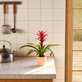 Bromeliad Guzmania - Indoor Plants - PL_GUZ_6IN1 - Varnish + Vine - 50