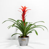 Bromeliad Guzmania - Indoor Plants - PB_GUZ_CP_GW_4IN1 - Varnish + Vine - 13