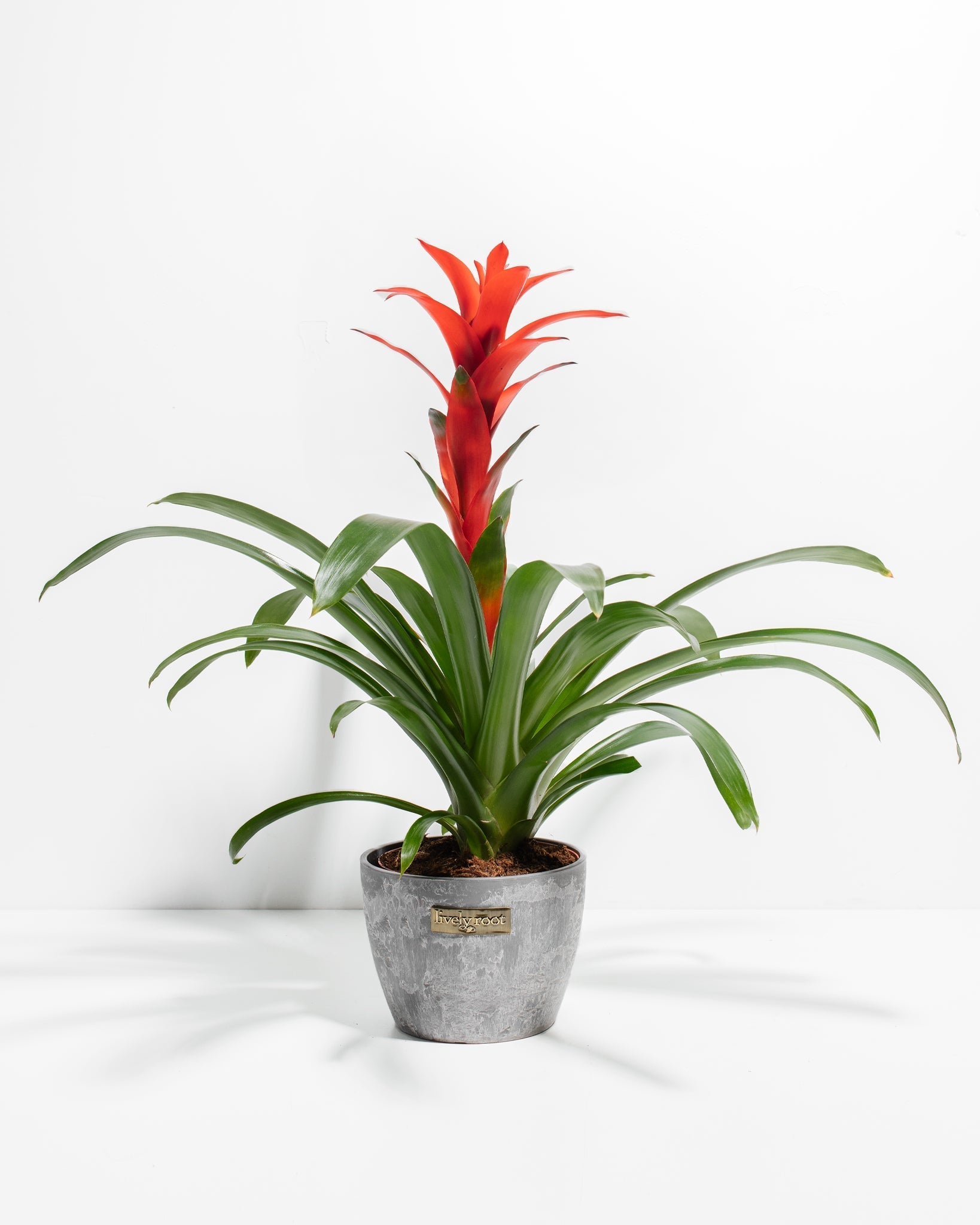 Bromeliad Guzmania - Indoor Plants - PB_GUZ_CP_GW_4IN1 - Varnish + Vine - 13