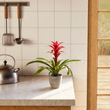 Bromeliad Guzmania - Indoor Plants - PB_GUZ_ECO_CO_4IN1 - Varnish + Vine - 56