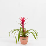 Bromeliad Guzmania - Indoor Plants - PB_GUZ_CP_GW_4IN1 - Varnish + Vine - 10
