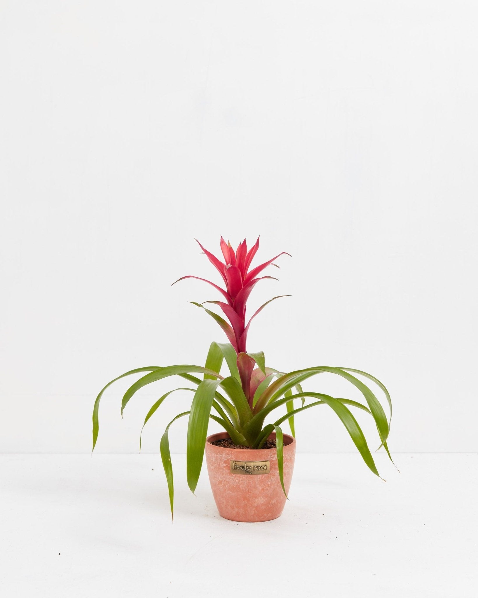 Bromeliad Guzmania - Indoor Plants - PB_GUZ_CP_GW_4IN1 - Varnish + Vine - 10