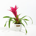 Bromeliad Guzmania - Indoor Plants - PB_GUZ_CP_GW_4IN1 - Varnish + Vine - 8
