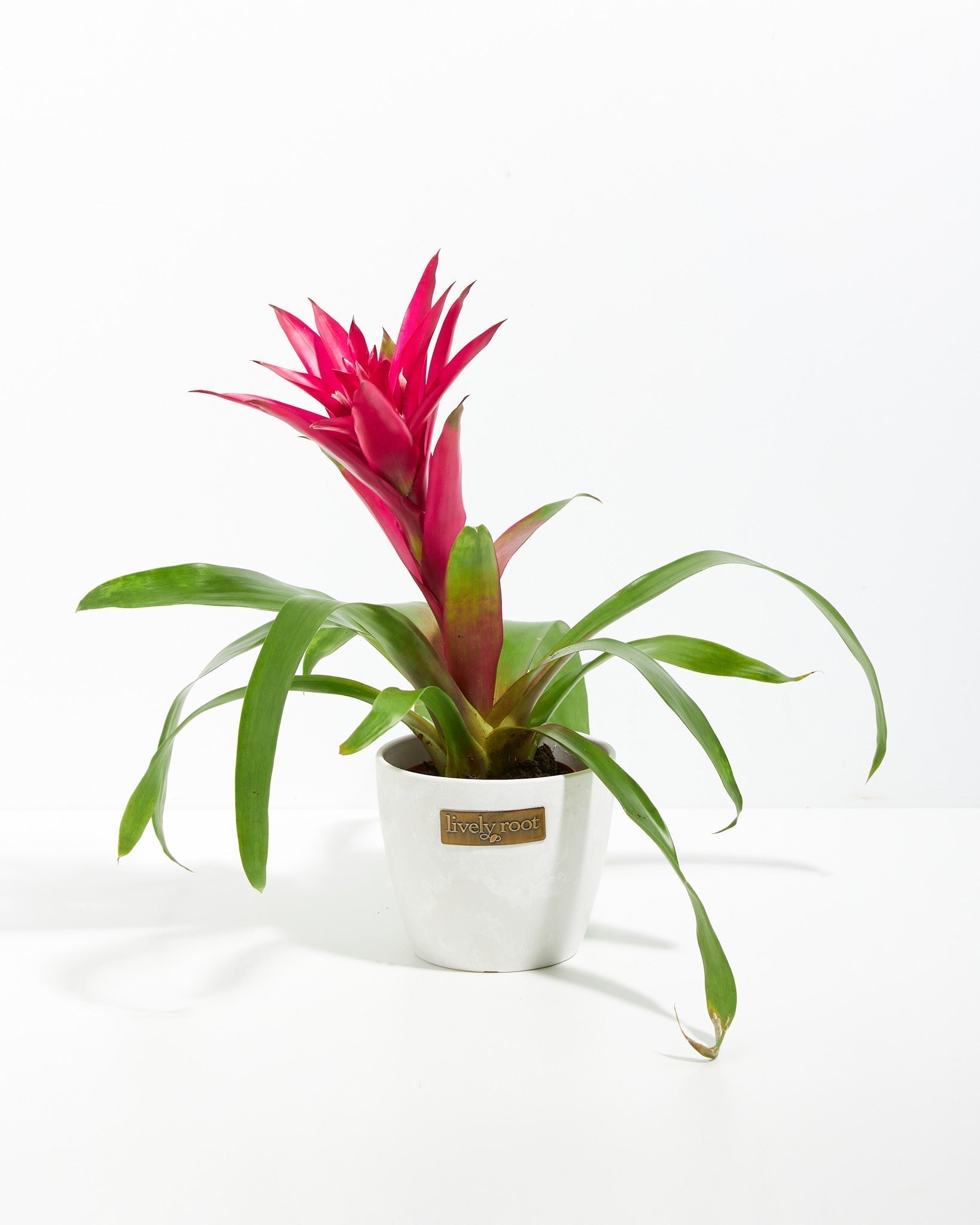 Bromeliad Guzmania - Indoor Plants - PB_GUZ_CP_GW_4IN1 - Varnish + Vine - 8