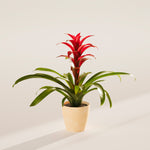 Bromeliad Guzmania - Indoor Plants - PB_GUZ_ECO_MA_4IN1 - Varnish + Vine - 61