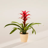 Bromeliad Guzmania - Indoor Plants - PB_GUZ_ECO_MA_4IN1 - Varnish + Vine - 61