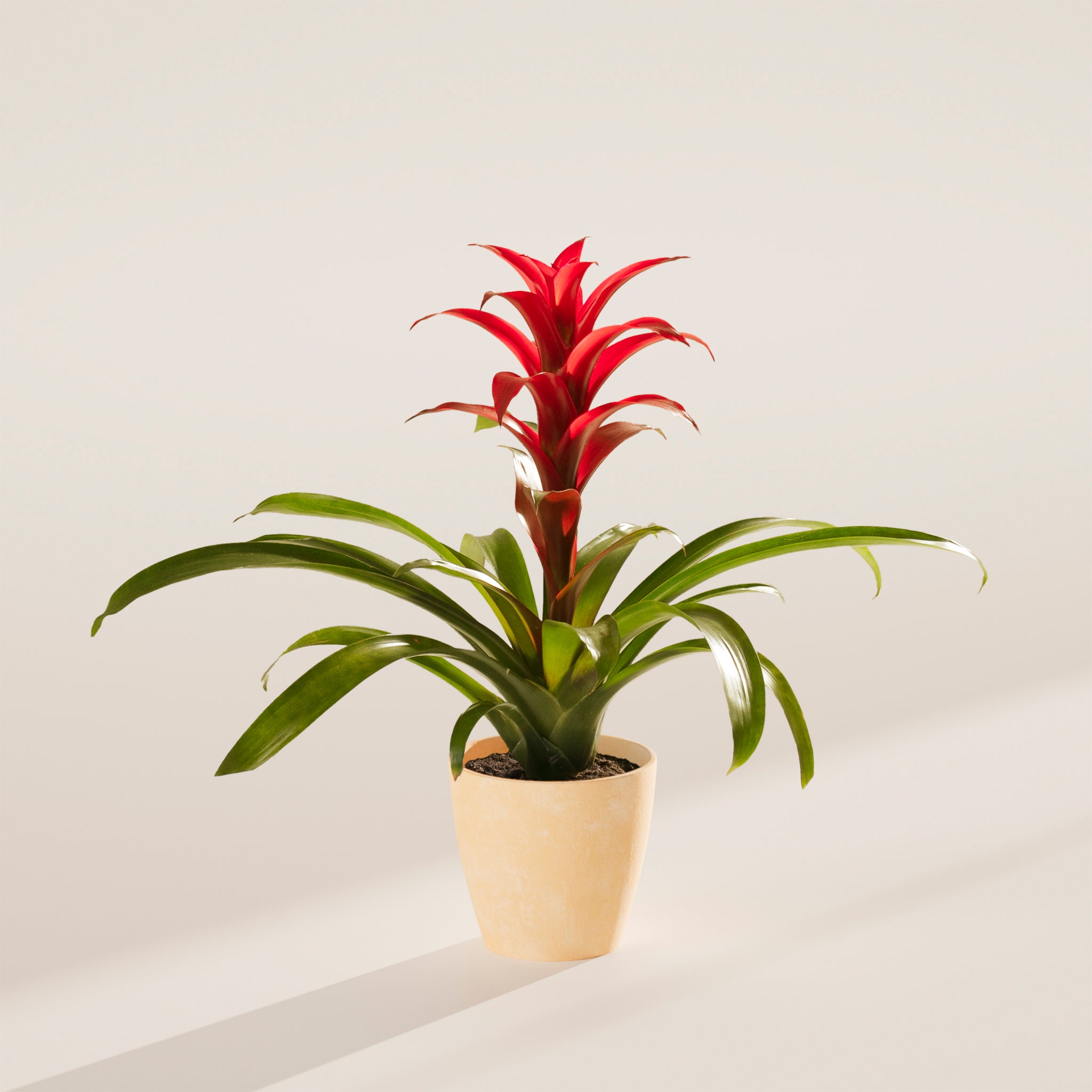 Bromeliad Guzmania - Indoor Plants - PB_GUZ_ECO_MA_4IN1 - Varnish + Vine - 61