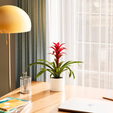 Bromeliad Guzmania - Indoor Plants - PL_GUZ_6IN1 - Varnish + Vine - 48