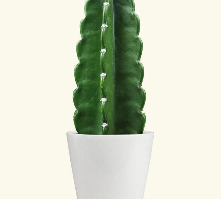 Ceramic Cylinder Planter - pot - CrCy - Ter - 5 - Varnish + Vine - 2