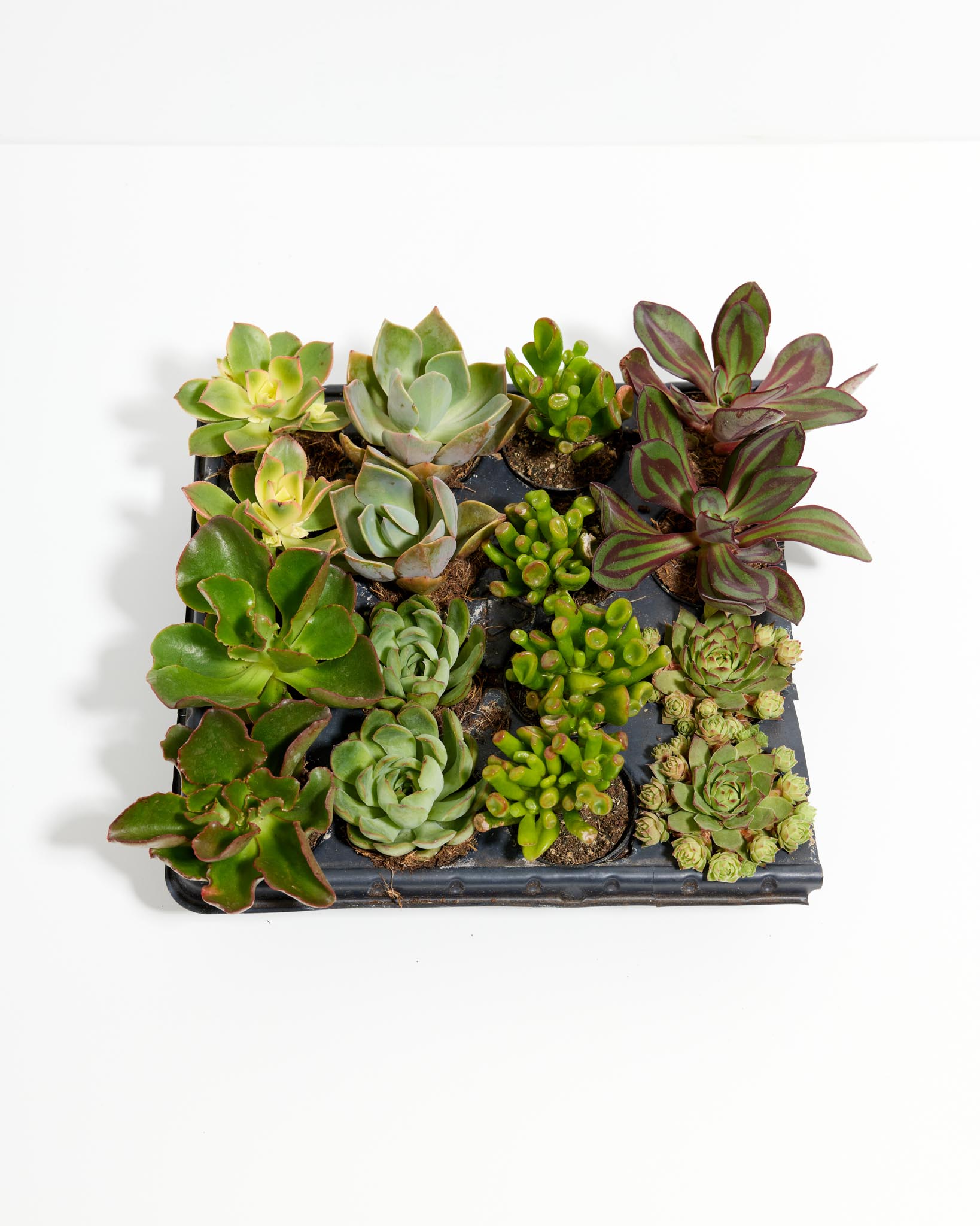 Cutie Little Baby Succulents: 16 Pack - Bundle - pl_sucul_2IN16_po_nu - Varnish + Vine - 1