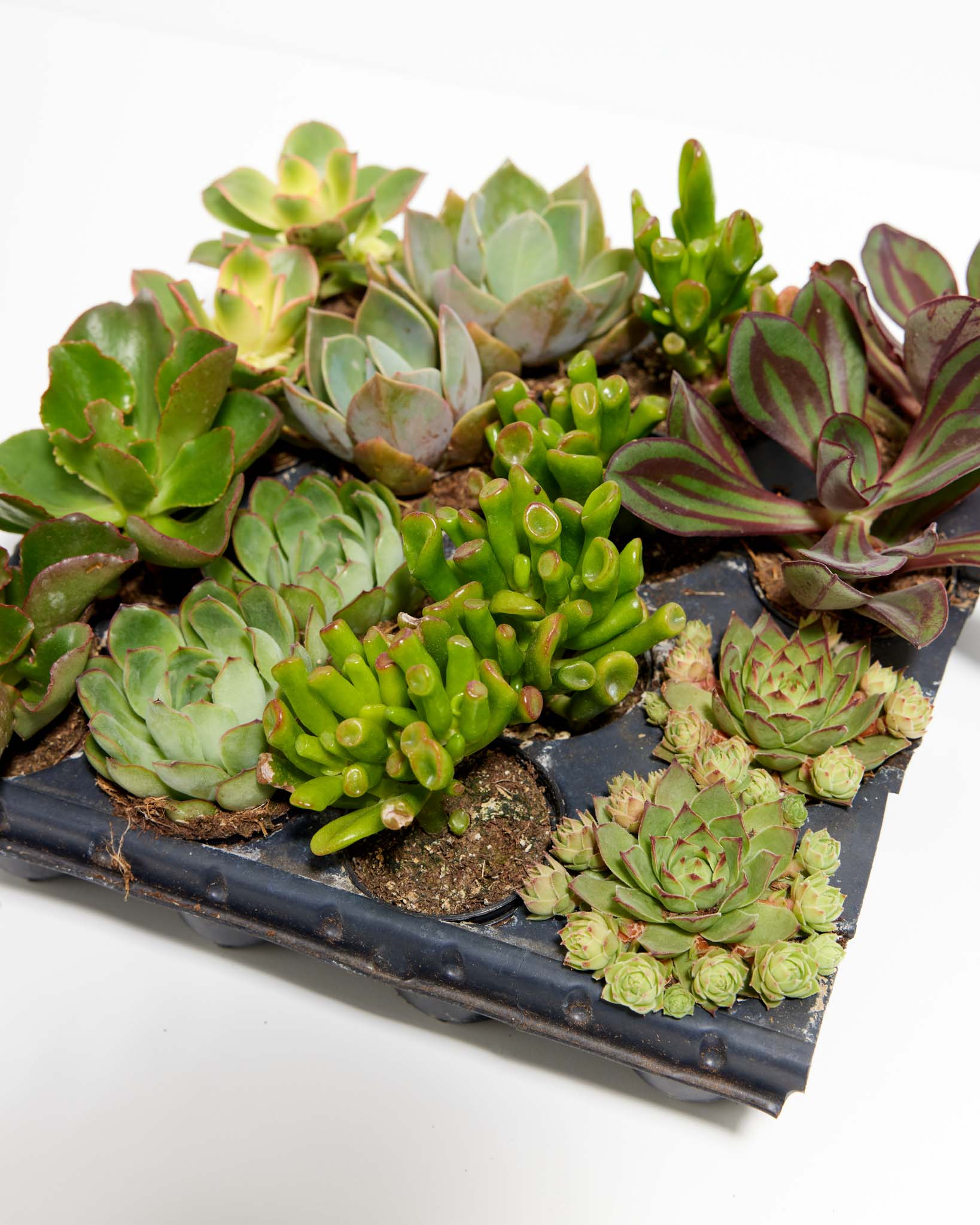 Cutie Little Baby Succulents: 16 Pack - Bundle - pl_sucul_2IN16_po_nu - Varnish + Vine - 4