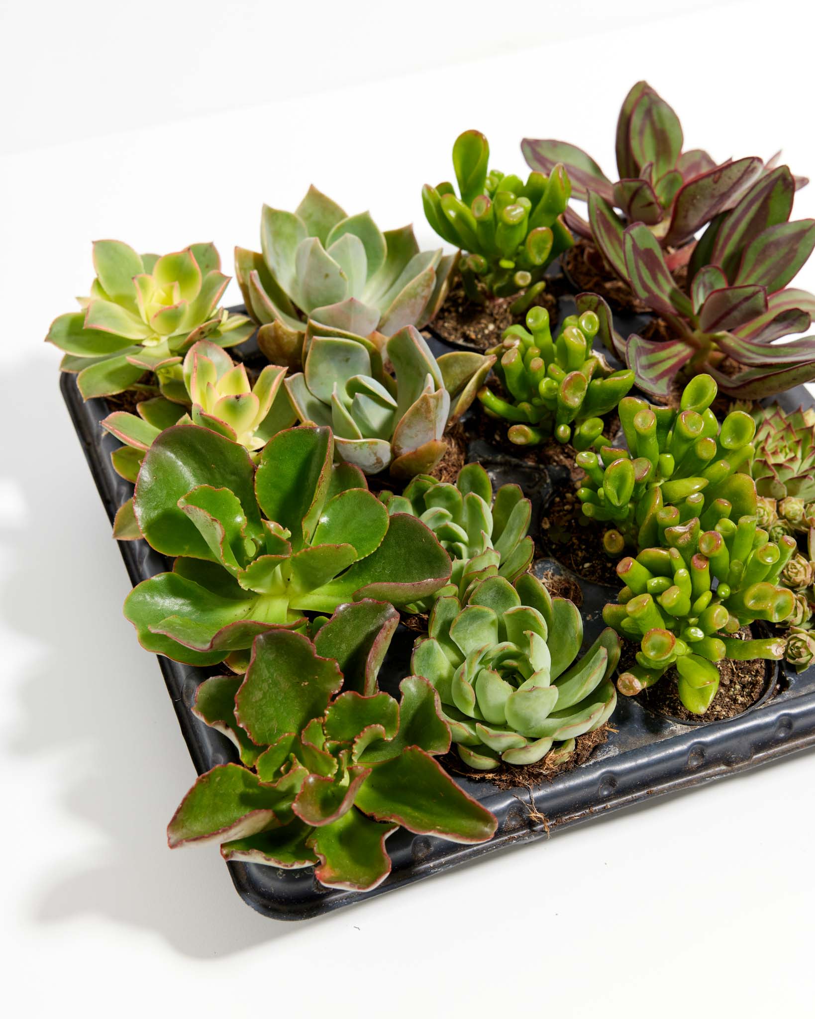 Cutie Little Baby Succulents: 16 Pack - Bundle - pl_sucul_2IN16_po_nu - Varnish + Vine - 3