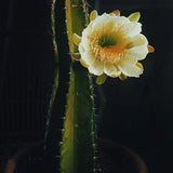 Small Peruvian Apple Cactus Cutting