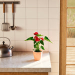 Flamingo Flower - Indoor Plants - PB_FF_BAS_LI_6IN1 - Varnish + Vine - 22