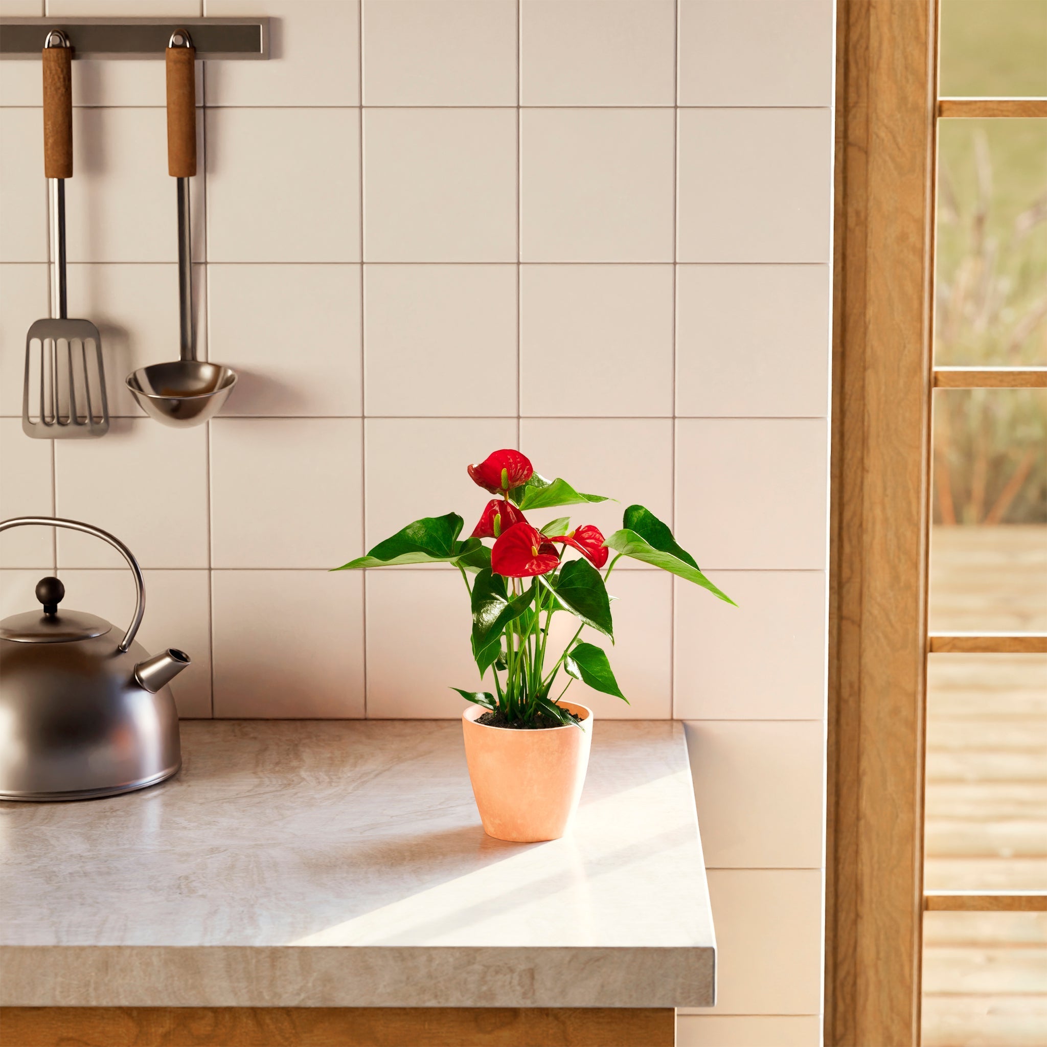 Flamingo Flower - Indoor Plants - PB_FF_BAS_LI_6IN1 - Varnish + Vine - 22