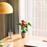 Flamingo Flower - Indoor Plants - PB_FF_ECO_CH_4IN1 - Varnish + Vine - 26