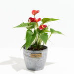 Flamingo Flower - Indoor Plants - PL_FF_4IN1 - Varnish + Vine - 9