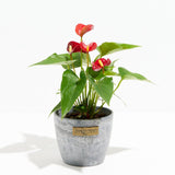 Flamingo Flower - Indoor Plants - PL_FF_4IN1 - Varnish + Vine - 9