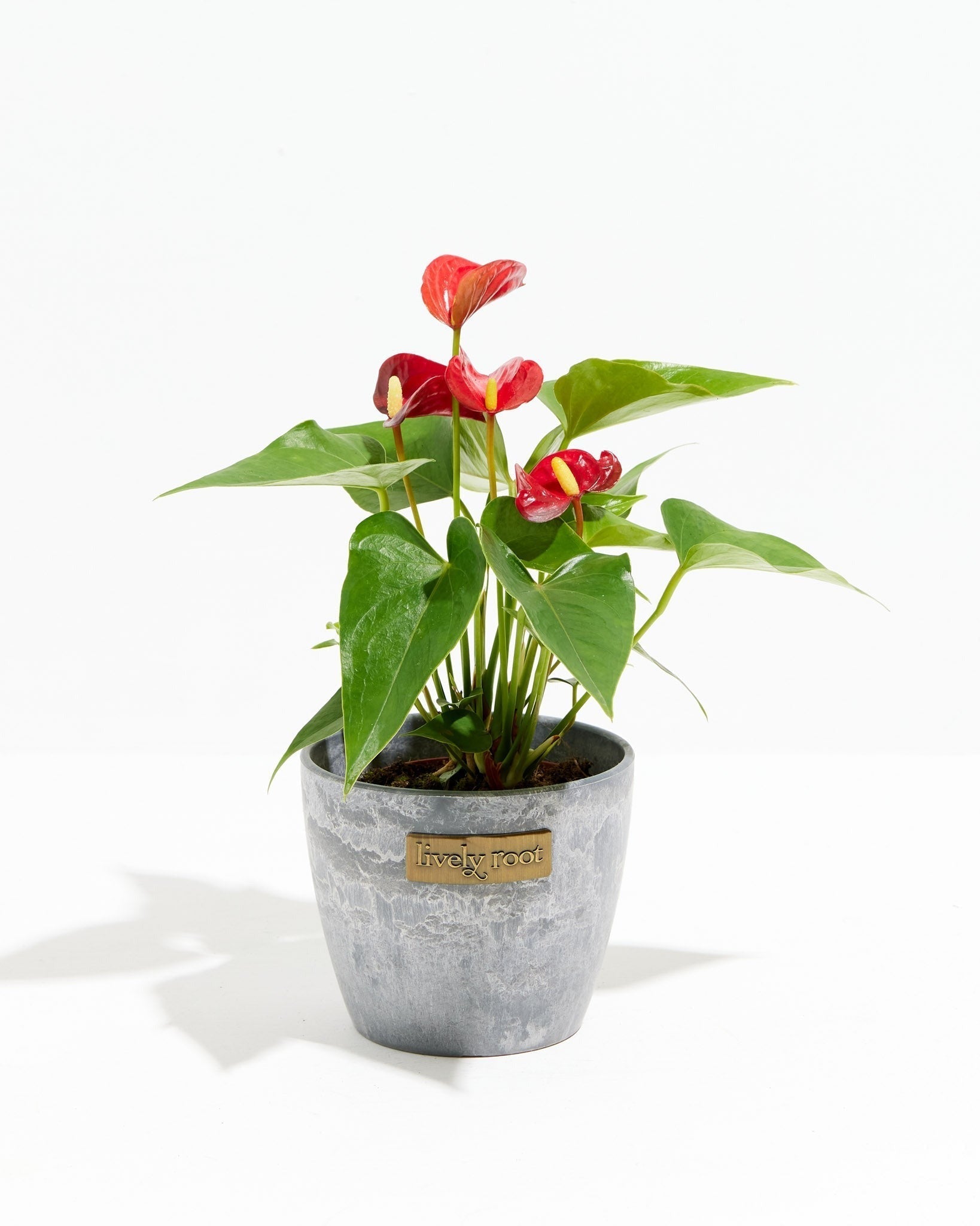 Flamingo Flower - Indoor Plants - PL_FF_4IN1 - Varnish + Vine - 9