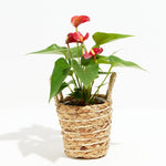 Flamingo Flower - Indoor Plants - PB_FF_BAS_LI_4IN1 - Varnish + Vine - 18