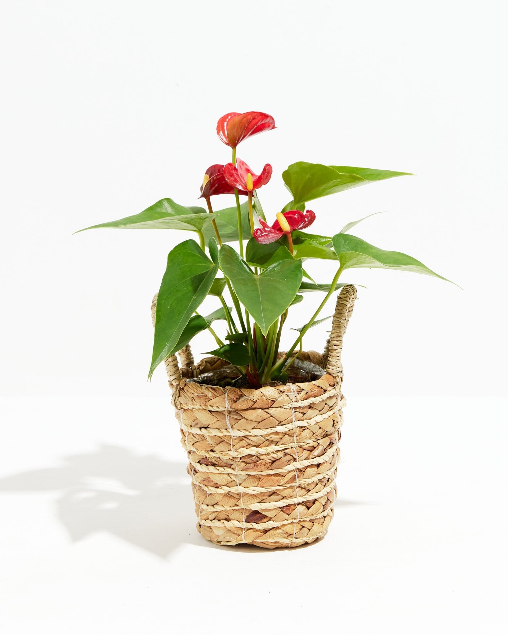 Flamingo Flower - Indoor Plants - PB_FF_BAS_LI_4IN1 - Varnish + Vine - 18