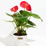 Flamingo Flower - Indoor Plants - PL_FF_4IN1 - Varnish + Vine - 12