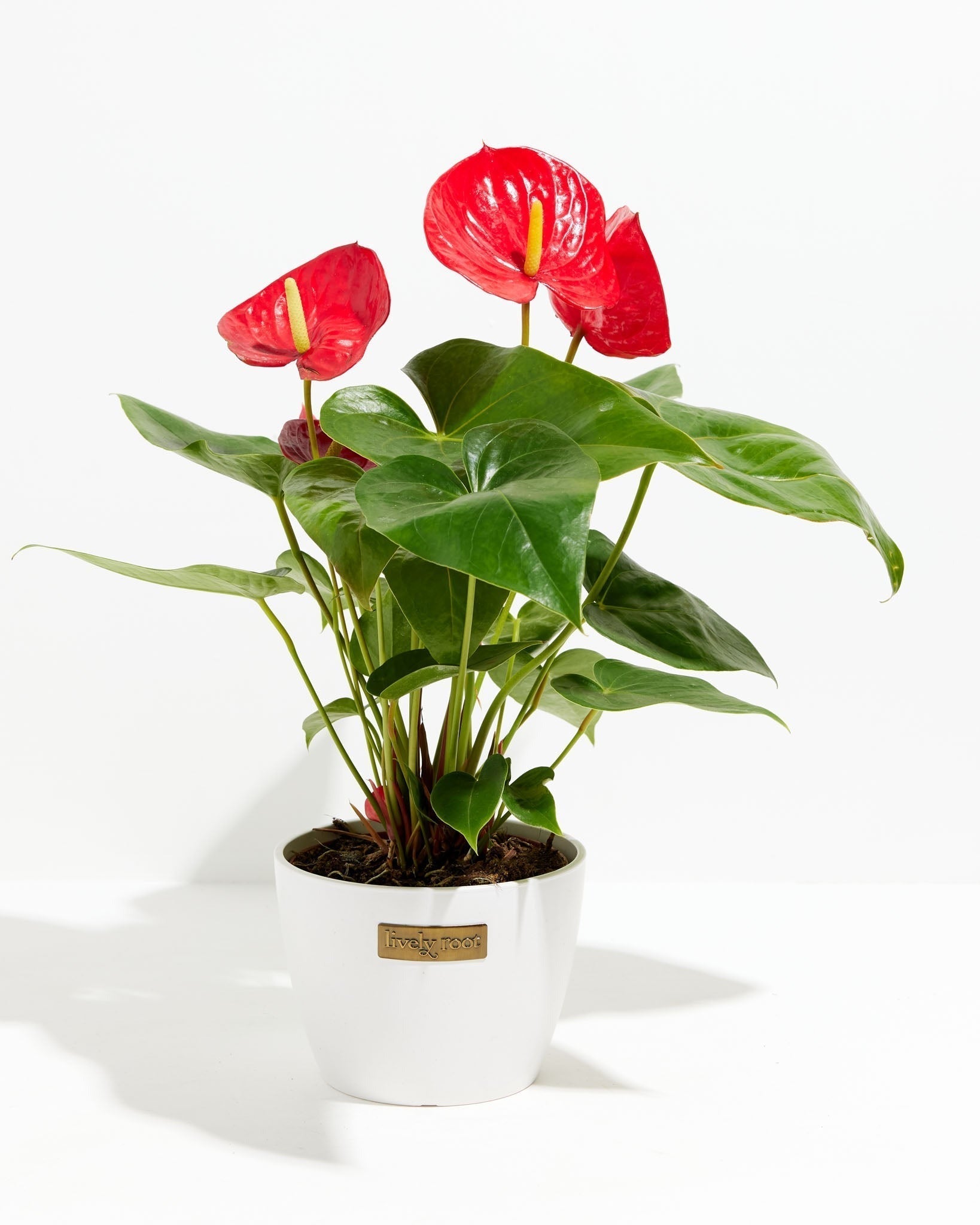 Flamingo Flower - Indoor Plants - PL_FF_4IN1 - Varnish + Vine - 12