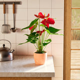 Flamingo Flower - Indoor Plants - PB_FF_SWP_EG_6IN1 - Varnish + Vine - 54