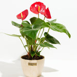 Flamingo Flower - Indoor Plants - PL_FF_4IN1 - Varnish + Vine - 15