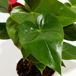 Flamingo Flower - Indoor Plants - PL_FF_4IN1 - Varnish + Vine - 6