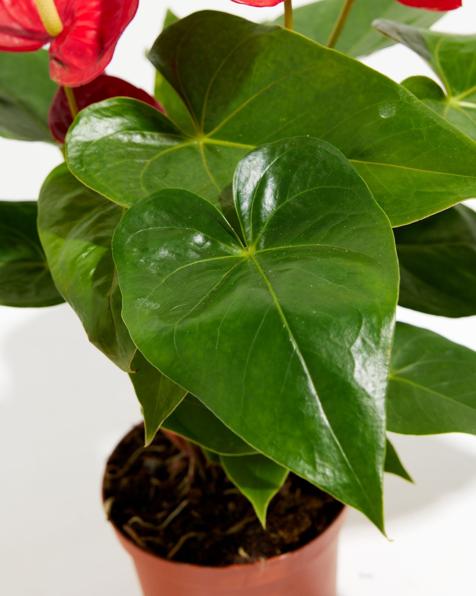 Flamingo Flower - Indoor Plants - PL_FF_4IN1 - Varnish + Vine - 6