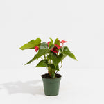 Flamingo Flower - Indoor Plants - PL_FF_4IN1 - Varnish + Vine - 4