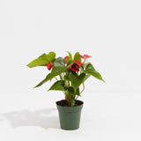 Flamingo Flower - Indoor Plants - PL_FF_4IN1 - Varnish + Vine - 4