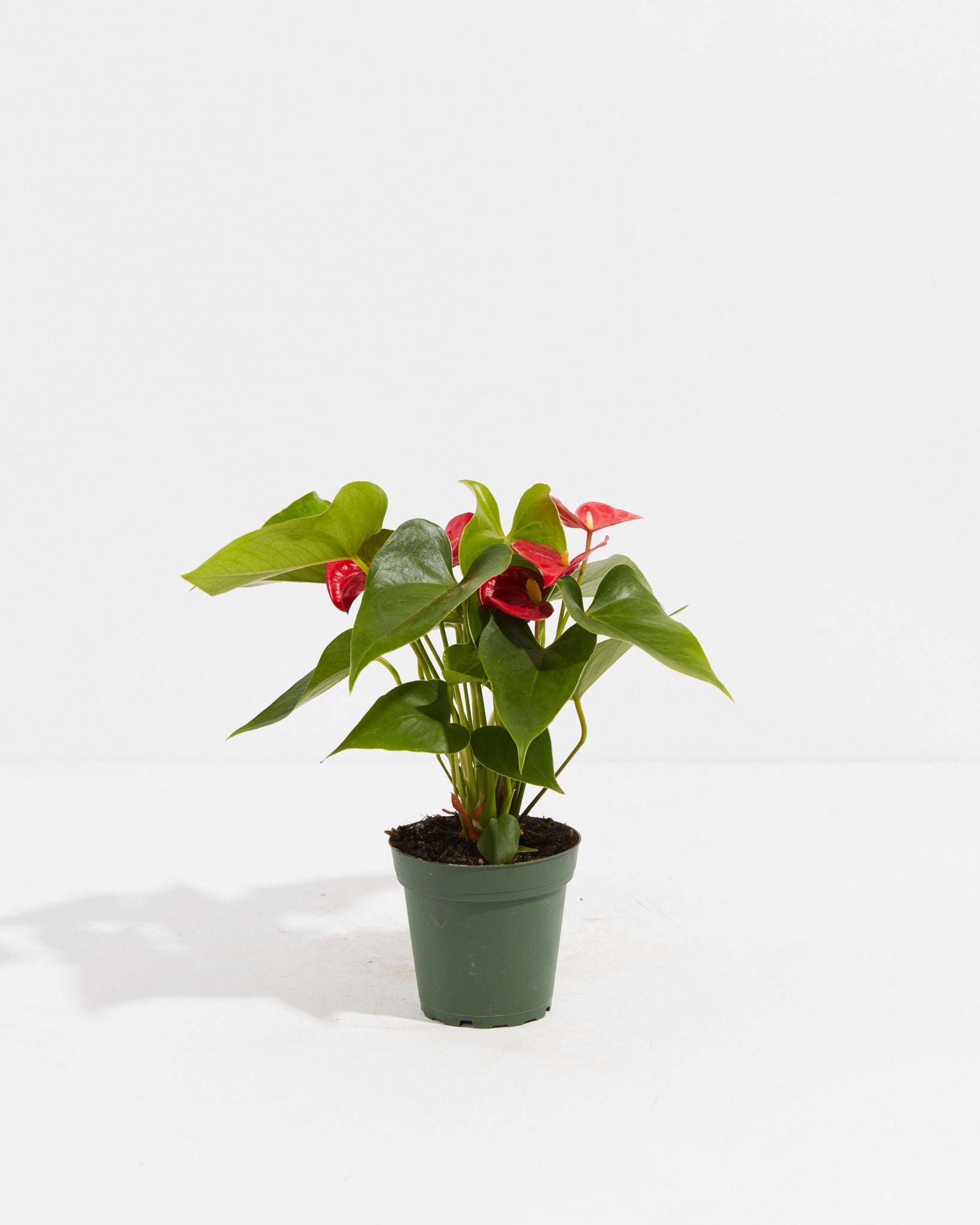 Flamingo Flower - Indoor Plants - PL_FF_4IN1 - Varnish + Vine - 4