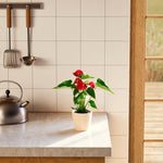 Flamingo Flower - Indoor Plants - PB_FF_ECO_EG_4IN1 - Varnish + Vine - 38